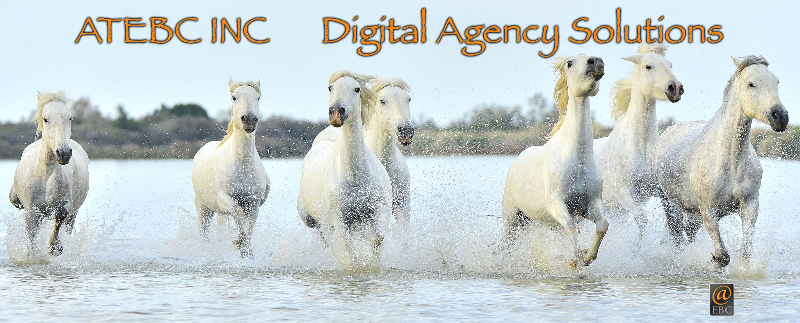 homepage-horsing-around.jpg